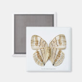 Bruine vlinder, bovengrondse uitzicht magneet (Voorkant / Achterkant)