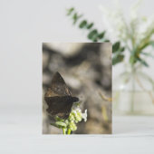 Bruine vlinder briefkaart (Staand voorkant)