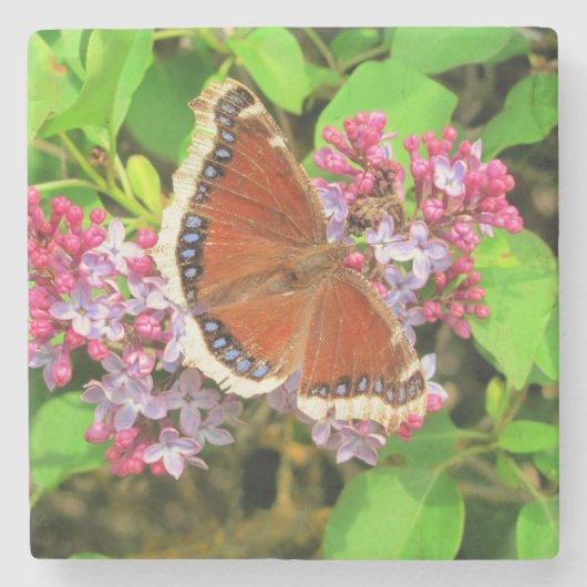 Bruine vlinder met blauwe stippen op Lilacs Stenen Onderzetter (Voorkant)