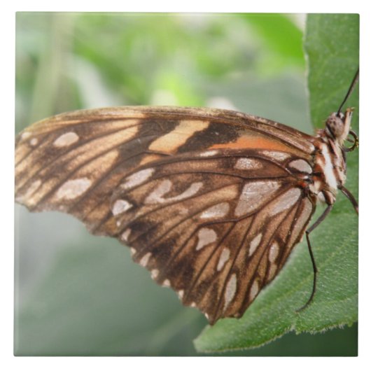 bruine vlinder tegeltje (Voorkant)