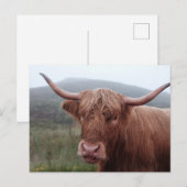 Bruine waterbuffel in Duirinish, Verenigd Koninkri Briefkaart (Voorkant / Achterkant)