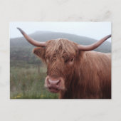 Bruine waterbuffel in Duirinish, Verenigd Koninkri Briefkaart (Voorkant)