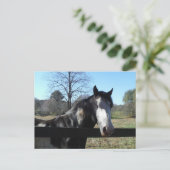 Bruine &White, Geschilderd Paard, heldere blauwe Briefkaart (Staand voorkant)