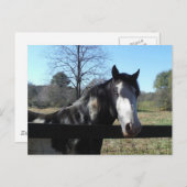 Bruine &White, Geschilderd Paard, heldere blauwe Briefkaart (Voorkant / Achterkant)