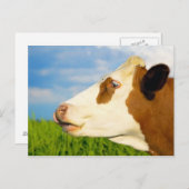 Bruine witte koe die recht vooruit kijkt. briefkaart (Voorkant / Achterkant)