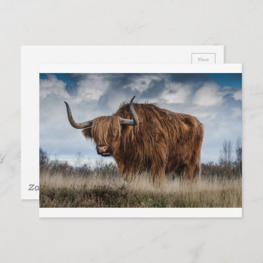 Bruine Yak op groen en bruin grasveld Briefkaart (Voorkant / Achterkant)