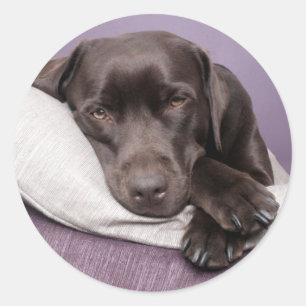 Bruine / Zwarte Labrador Retriever Hond Sticker