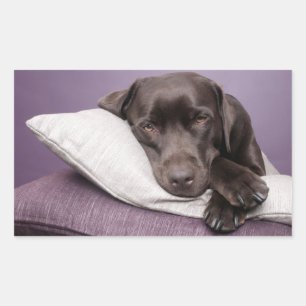 Bruine / Zwarte Labrador Retriever Hond Sticker