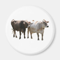 Bruine Zwitserse Koeien