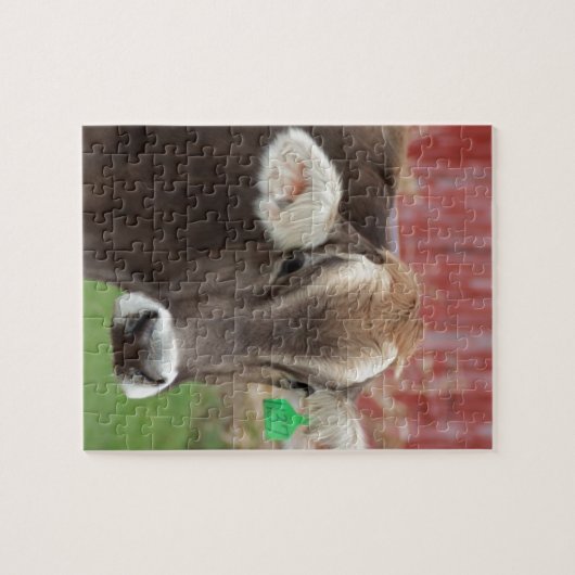 Bruine Zwitserse kool Legpuzzel (Horizontaal)