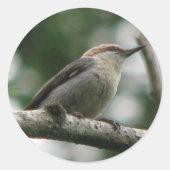 Bruinkop Nuthatch Sticker (Voorkant)