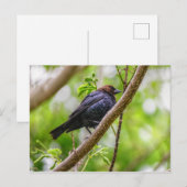 Bruinkopkoevogel Briefkaart (Voorkant / Achterkant)