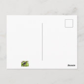 Bruinkopkoevogel Briefkaart (Achterkant)