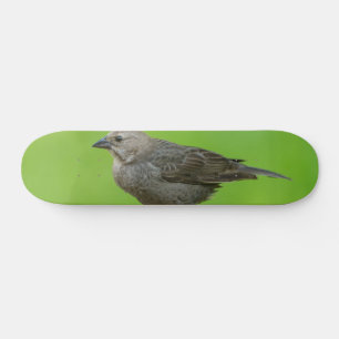 Bruinkopkoevogel Persoonlijk Skateboard