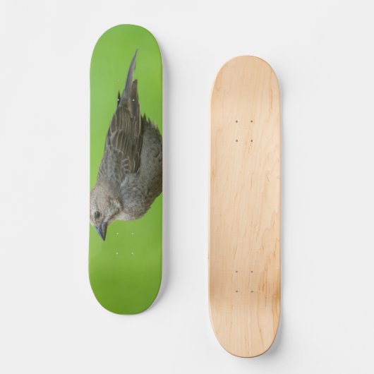 Bruinkopkoevogel Persoonlijk Skateboard (Voorkant)