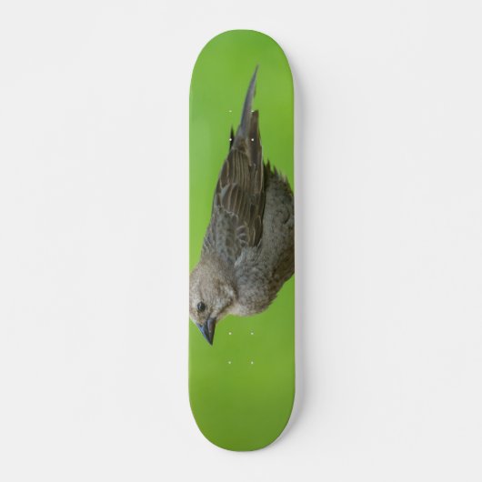 Bruinkopkoevogel Persoonlijk Skateboard (Voorkant)