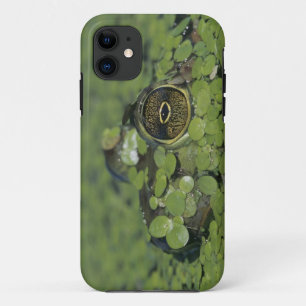 Brulkikvors, Rana catesbeiana, volwassene in eende iPhone 11 Hoesje