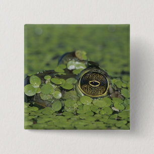 Brulkikvors, Rana catesbeiana, volwassene in eende Vierkante Button 5,1 Cm