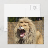 brullen van de leeuw briefkaart (Voorkant / Achterkant)