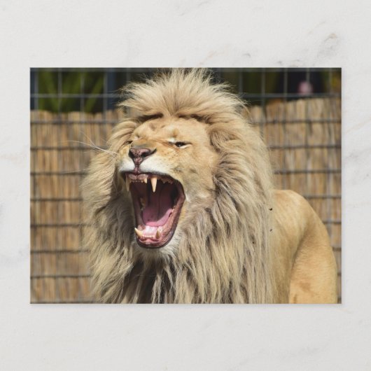 brullen van de leeuw briefkaart (Voorkant)