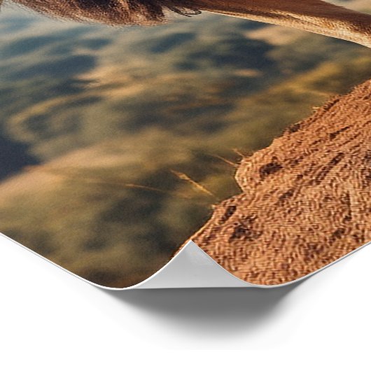 Brullende Leeuw op Berg Poster (Hoek)