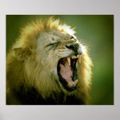 Brullende Leeuw Poster Print (Voorkant)