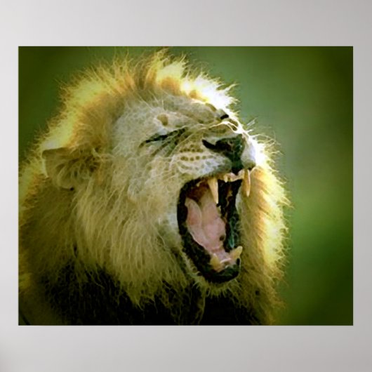 Brullende Leeuw Poster Print (Voorkant)