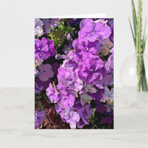 Brunfelsia Kaart