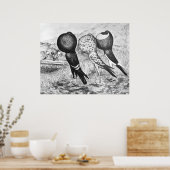 Brunner Pouter Pigeons Poster (Keuken)