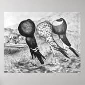 Brunner Pouter Pigeons Poster (Voorkant)