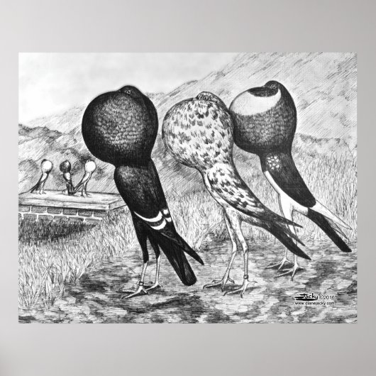 Brunner Pouter Pigeons Poster (Voorkant)