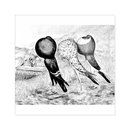 Brunner Pouter Pigeons Rubberstempel (Afrduk)