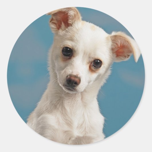 Bruno de Chihuahua Puppy Ronde Sticker (Voorkant)