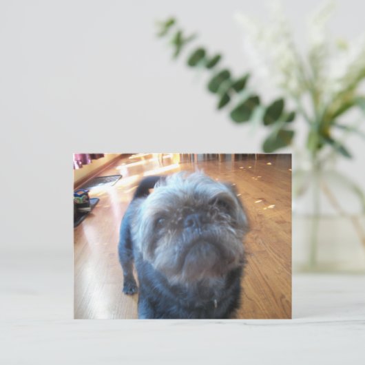 Brussel Griffon Briefkaart (Staand voorkant)