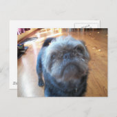 Brussel Griffon Briefkaart (Voorkant / Achterkant)