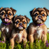 Brussel Griffon Puppies  Strandlaken