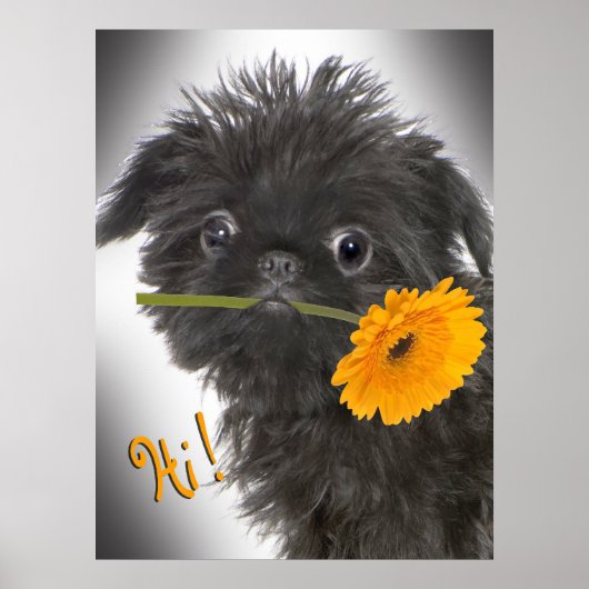 Brussel Griffon zwart met Daisy Poster (Voorkant)