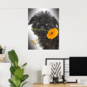 Brussel Griffon zwart met Daisy Poster (Thuiskantoor)
