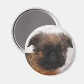 Brussell Griffon Magnet (Voorkant / Achterkant)