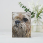 Brussels Griffon Briefkaart (Staand voorkant)
