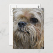 Brussels Griffon Briefkaart (Voorkant / Achterkant)