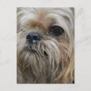 Brussels Griffon Briefkaart