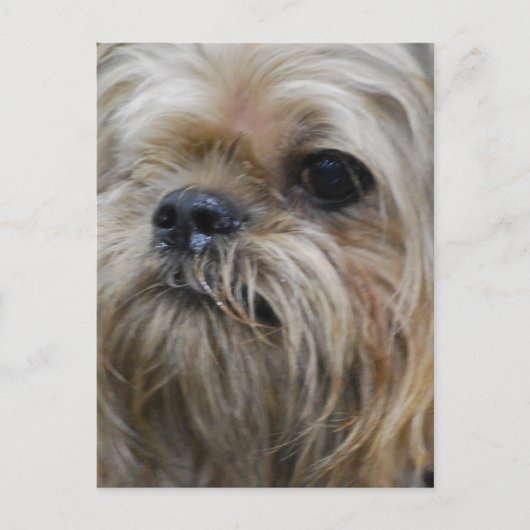 Brussels Griffon Briefkaart (Voorkant)