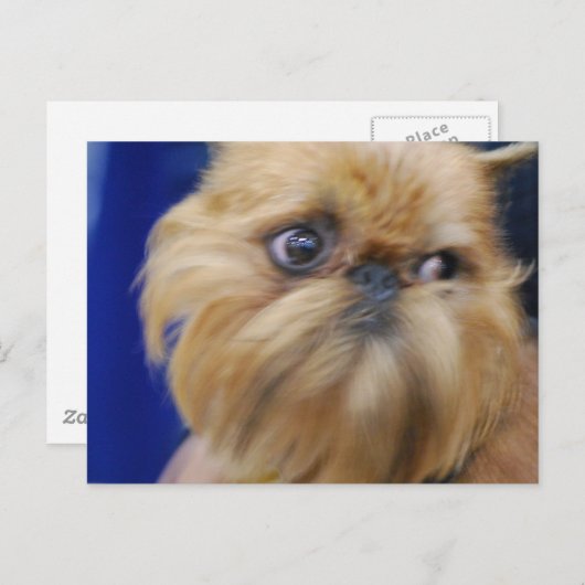 Brussels Griffon Dog Briefkaart (Voorkant / Achterkant)