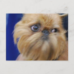 Brussels Griffon Dog Briefkaart