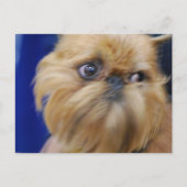 Brussels Griffon Dog Briefkaart (Voorkant)