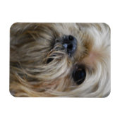 Brussels Griffon Magnet Magneet (Horizontaal)