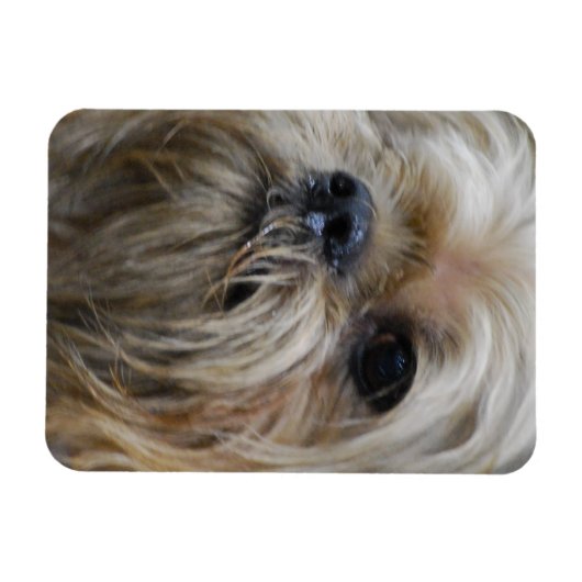 Brussels Griffon Magnet Magneet (Horizontaal)