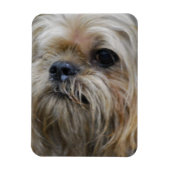 Brussels Griffon Magnet Magneet (Verticaal)