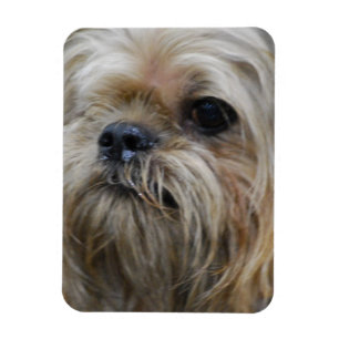 Brussels Griffon Magnet Magneet